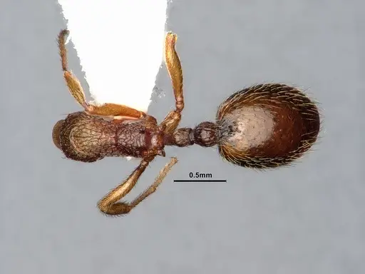 Stenamma snellingi specimen CASENT0884753 image casent0884753_1