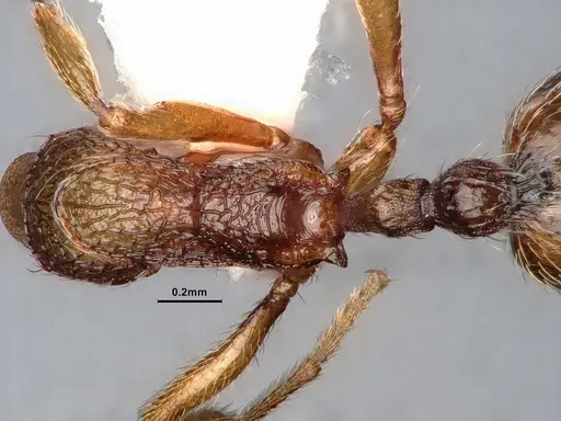 Stenamma snellingi specimen CASENT0884753 image casent0884753_2