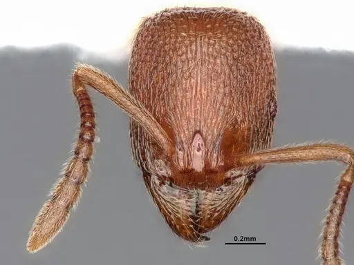 Stenamma snellingi specimen CASENT0884753 image casent0884753_3