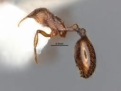 Stenamma snellingi specimen CASENT0884753 image casent0884753_4
