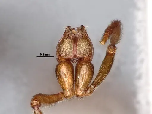 Stenamma snellingi specimen CASENT0884753 image casent0884753_5