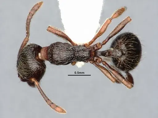 Stenamma snellingi specimen CASENT0885482 image casent0885482_1