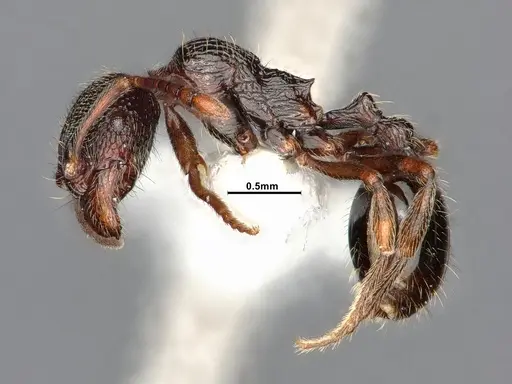 Stenamma snellingi specimen CASENT0885482 image casent0885482_3