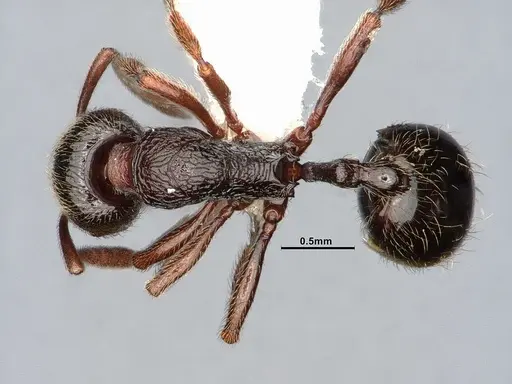 Stenamma snellingi specimen CASENT0885487 image casent0885487_1
