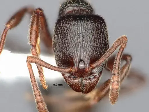 Stenamma snellingi specimen CASENT0885487 image casent0885487_2