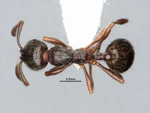 Stenamma snellingi specimen CASENT0885488 image casent0885488_1
