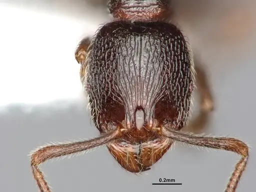 Stenamma snellingi specimen CASENT0885488 image casent0885488_2