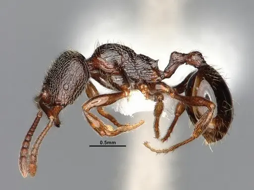 Stenamma snellingi specimen CASENT0885488 image casent0885488_3