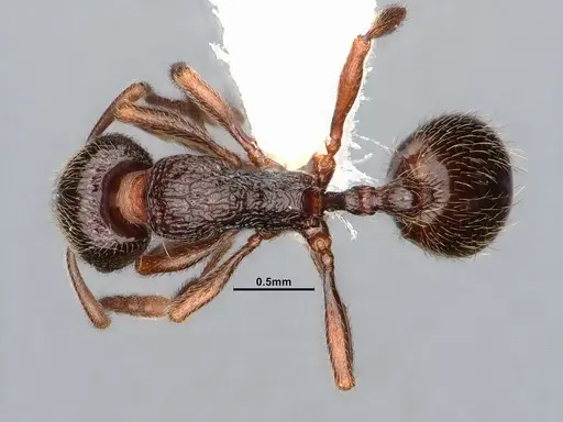 Stenamma snellingi specimen CASENT0885521 image casent0885521_1