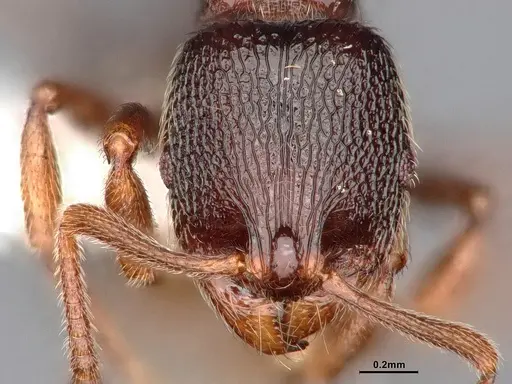 Stenamma snellingi specimen CASENT0885521 image casent0885521_2