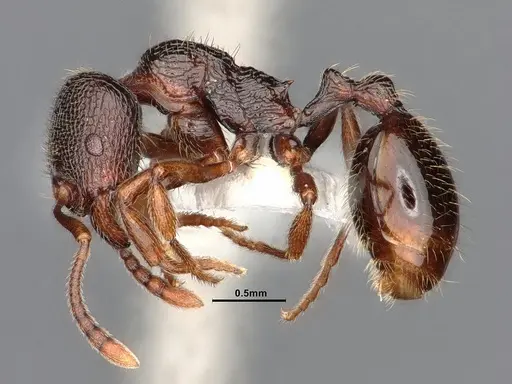 Stenamma snellingi specimen CASENT0885521 image casent0885521_3
