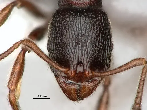 Stenamma snellingi specimen CASENT0886990 image casent0886990_2