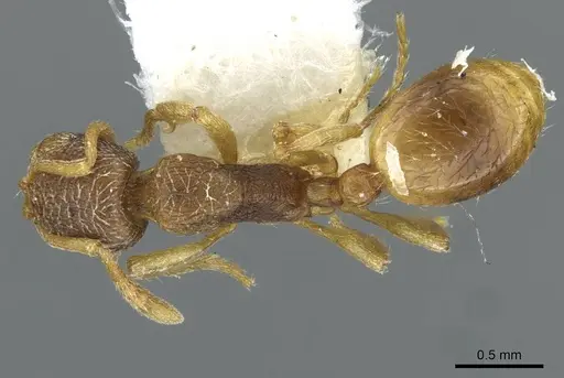 Stenamma snellingi specimen CASENT0911241 image casent0911241_1