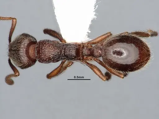 Stenamma snellingi specimen CASENT4031366 image casent4031366_1