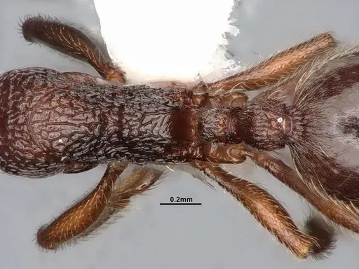 Stenamma snellingi specimen CASENT4031366 image casent4031366_2