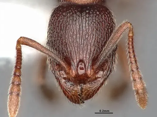 Stenamma snellingi specimen CASENT4031366 image casent4031366_3
