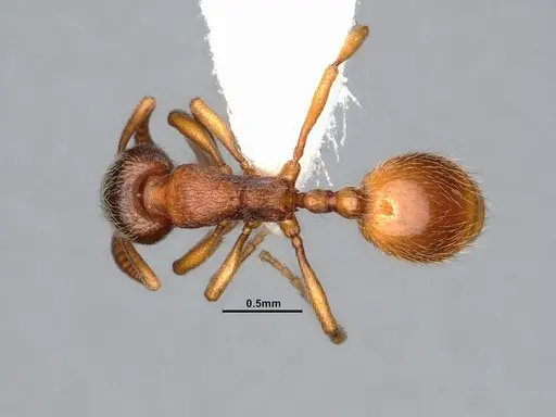 Stenamma snellingi specimen CASENT4031373 image casent4031373_1