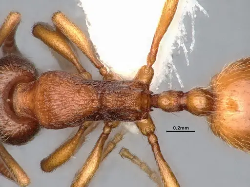 Stenamma snellingi specimen CASENT4031373 image casent4031373_2