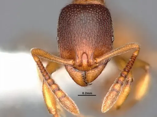 Stenamma snellingi specimen CASENT4031373 image casent4031373_3