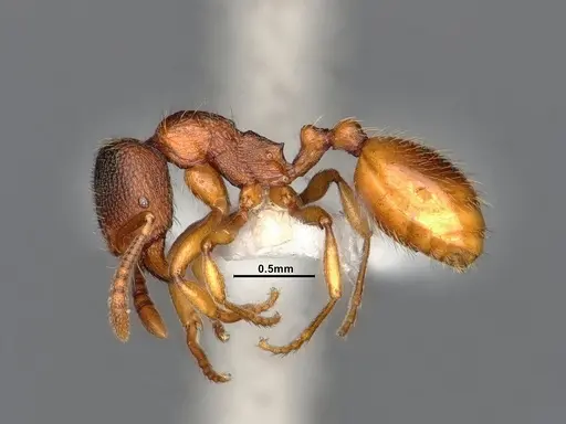 Stenamma snellingi specimen CASENT4031373 image casent4031373_4
