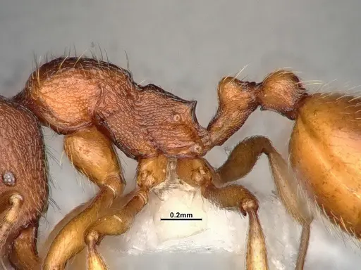 Stenamma snellingi specimen CASENT4031373 image casent4031373_5
