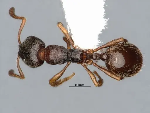 Stenamma snellingi specimen CASENT4031379 image casent4031379_1