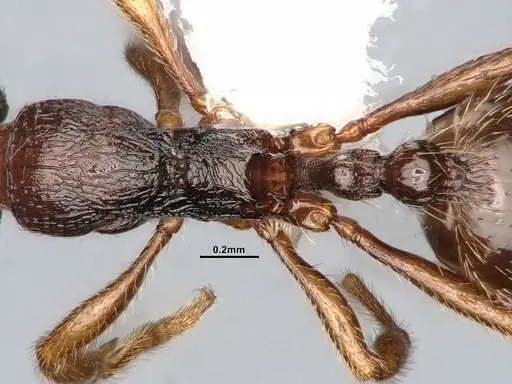 Stenamma snellingi specimen CASENT4031379 image casent4031379_2