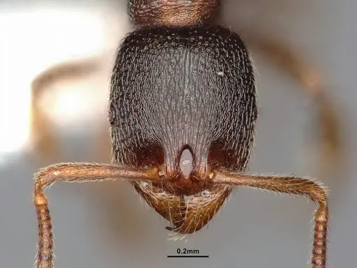 Stenamma snellingi specimen CASENT4031379 image casent4031379_3