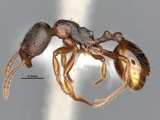Stenamma snellingi specimen CASENT4031379 image casent4031379_4