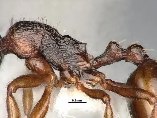 Stenamma snellingi specimen CASENT4031379 image casent4031379_5