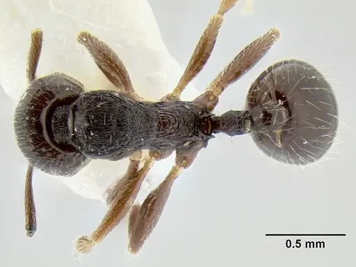 Stenamma stictosomum specimen CASENT0126245 image casent0126245_1
