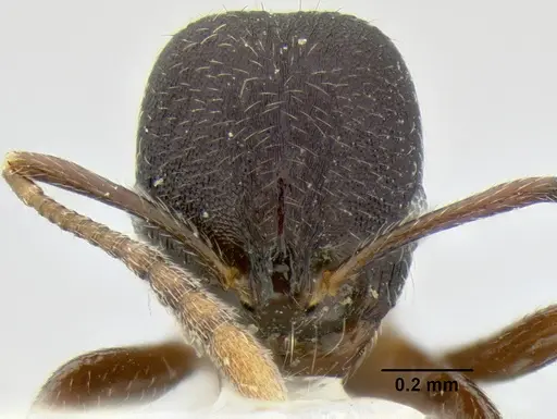 Stenamma stictosomum specimen CASENT0126245 image casent0126245_2
