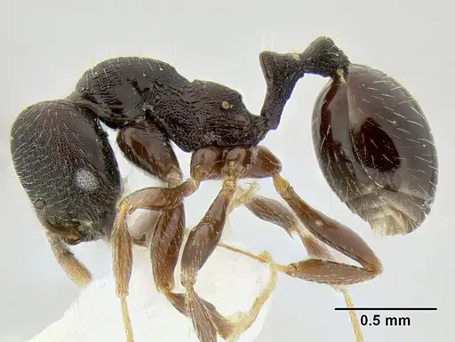 Stenamma stictosomum specimen CASENT0126245 image casent0126245_3