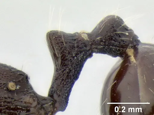 Stenamma stictosomum specimen CASENT0126245 image casent0126245_4