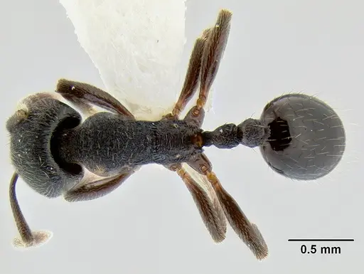 Stenamma stictosomum specimen CASENT0126246 image casent0126246_1