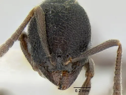 Stenamma stictosomum specimen CASENT0126246 image casent0126246_2
