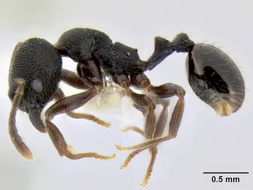 Stenamma stictosomum specimen CASENT0126246 image casent0126246_3