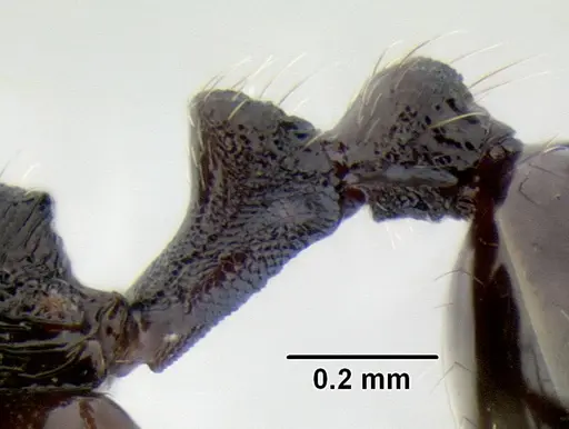 Stenamma stictosomum specimen CASENT0126246 image casent0126246_4