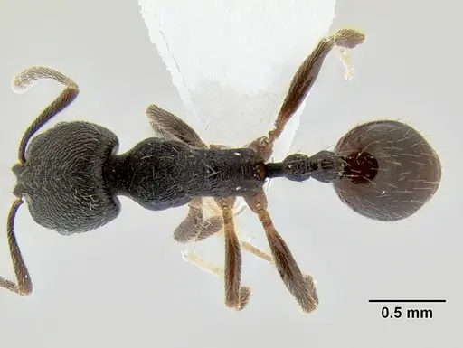 Stenamma stictosomum specimen CASENT0604636 image casent0604636_1