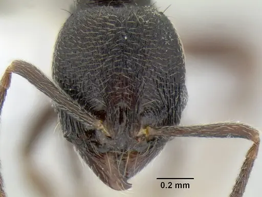 Stenamma stictosomum specimen CASENT0604636 image casent0604636_2