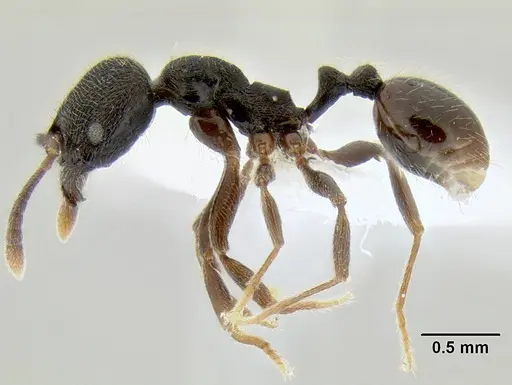 Stenamma stictosomum specimen CASENT0604636 image casent0604636_3