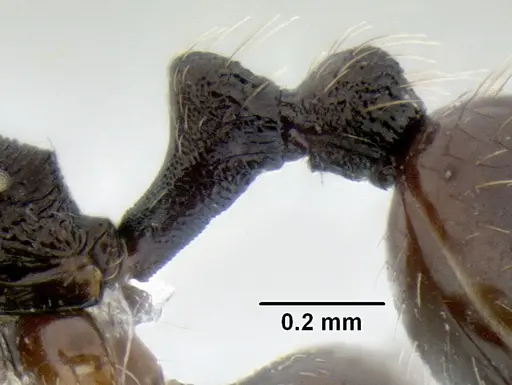 Stenamma stictosomum specimen CASENT0604636 image casent0604636_4