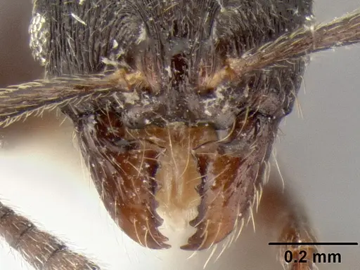 Stenamma stictosomum specimen CASENT0604647 image casent0604647_1