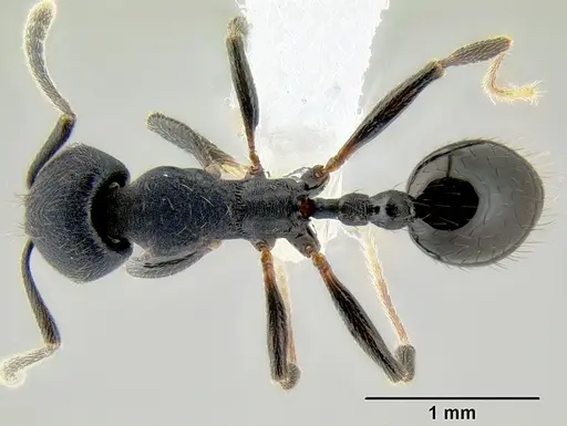 Stenamma stictosomum specimen CASENT0605499 image casent0605499_1