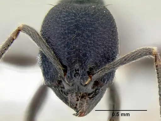 Stenamma stictosomum specimen CASENT0605499 image casent0605499_2