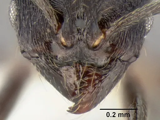 Stenamma stictosomum specimen CASENT0605499 image casent0605499_3