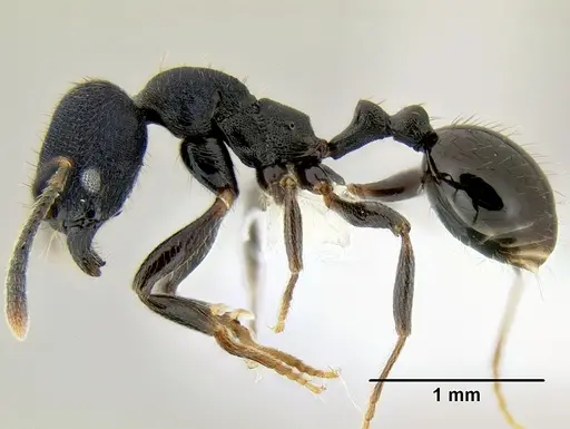 Stenamma stictosomum specimen CASENT0605499 image casent0605499_4