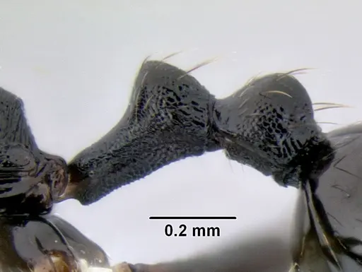 Stenamma stictosomum specimen CASENT0605499 image casent0605499_5