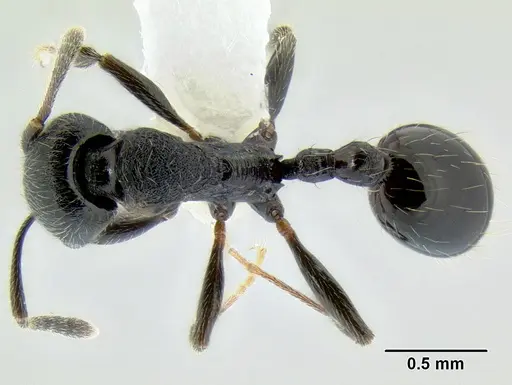 Stenamma stictosomum specimen CASENT0606221 image casent0606221_1