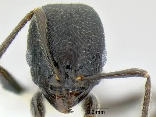 Stenamma stictosomum specimen CASENT0606221 image casent0606221_2